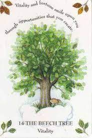 The Tree Magick Oracle Deck: Includes 52 Cards and a 64-Page Illustrated Book Gillian Kemp